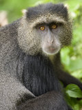 Close-Up of a Blue Monkey  Lake Manyara National Park  Tanzania