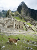 View of Llama with Incan Ruins in the Background  Machu Picchu  Peru
