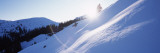 Trees on a Snow Covered Landscape  Kitzbuhel  Westendorf  Tirol  Austria