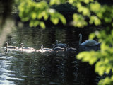 Swan Family in a Lake  Middleton Place  Charleston  Charleston County  South Carolina  USA