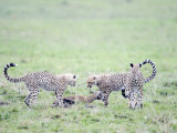 Cheetah Cubs Hunting Thomson's a Gazelle  Masai Mara National Reserve  Kenya