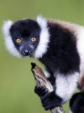 Close-Up of a Black and White Ruffed Lemur  Lemur Island  Madagascar