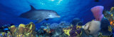 Bottle-Nosed Dolphin and Gray Angelfish on Coral Reef in the Sea