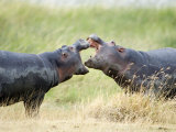 Two Hippopotamuses Sparring in a Forest  Ngorongoro Crater  Ngorongoro  Tanzania