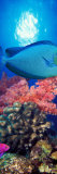 Vlamings Unicornfish and Squarespot Anthias with Soft Corals in the Ocean