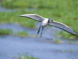 Sacred Ibis in Flight  Ngorongoro Crater  Ngorongoro  Tanzania