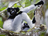 Indri Lemur Sitting on a Tree  Andasibe-Mantadia National Park  Madagascar