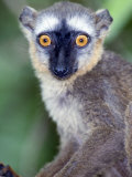 Close-Up of a White-Headed Lemur  Berenty  Madagascar