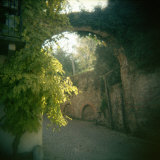 Archway Covered with Ivies  Neive  Cuneo Province  Piedmont  Italy