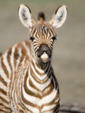 Close-Up of a Burchell's Zebra Foal  Ngorongoro Crater  Ngorongoro  Tanzania