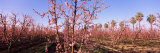 Peach Trees in an Orchard  Central Valley  California  USA
