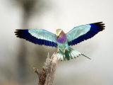 Close-Up of a Lilac-Breasted Roller  Tarangire National Park  Tanzania