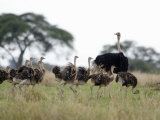 Masai Ostrich with its Chicks in a Forest  Tarangire National Park  Tanzania