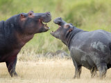 Two Hippopotamuses Sparring in a Forest  Ngorongoro Crater  Ngorongoro  Tanzania