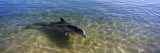 Bottle-Nosed Dolphin in Sea  Monkey Mia  Shark Bay Marine Park  Perth  Western Australia  Australia