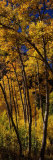 Aspen Trees in Autumn  Colorado  USA