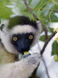 Close-Up of a Verreaux's Sifaka Lemur Sitting on a Tree  Berenty  Madagascar