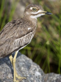 Close-Up of a Water Thick-Knee Bird on a Rock  Tarangire National Park  Tanzania