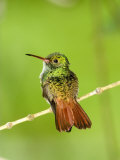 Close-Up of Rufous-Tailed Hummingbird Perching on a Twig  Costa Rica