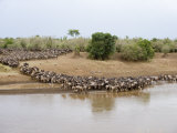 Great Migration of Wildebeests  Mara River  Masai Mara National Reserve  Kenya