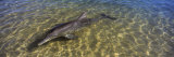 Bottle-Nosed Dolphin in Sea  Monkey Mia  Shark Bay Marine Park  Perth  Western Australia  Australia