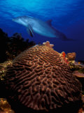 Bottle-Nosed Dolphin and Coral in the Sea