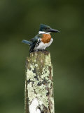 Close-Up of Amazon Kingfisher Perching on a Wooden Post  Cano Negro  Costa Rica