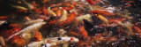 Koi Carps in a Pond  Deshaies  Guadeloupe