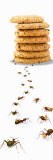 Ants Marching Towards and Away from a Stack of Cookies