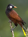 Close-Up of a Montezuma Oropendola Perching on a Branch  Arenal Volcano  Costa Rica