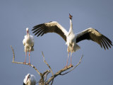 Three White Storks Perching on Branches  Tarangire National Park  Tanzania