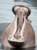 Close-Up of a Hippopotamus Yawning in a Lake  Lake Manyara  Tanzania