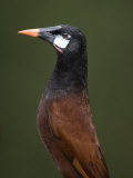Close-Up of a Montezuma Oropendola  Arenal Volcano  Costa Rica