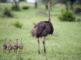 Masai Ostrich with its Chicks in a Forest  Tarangire National Park  Tanzania