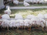 Chickens Feeding in a Poultry Farm  Organic Free Range Farm  Noti  Lane County  Oregon  USA