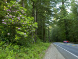 Redwood Trees and Rhododendron Flowers in a Forest  Us Route 199  Del Norte County  California  USA