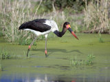 Saddle Billed Stork Bird Searching Food in a Pond  Tarangire National Park  Tanzania