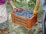 Women Harvesting Grapes in a Vineyard  Barbaresco Docg  Piedmont  Italy
