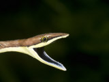 Close-Up of a Vine Snake with its Mouth Open  Costa Rica