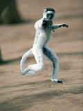 Verreaux's Sifaka Dancing in a Field  Berenty  Madagascar