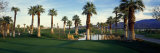 Palm Trees in Golf Course  Desert Springs Golf Course  Palm Springs  Riverside County  California