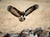 White Backed Vultures in a Forest  Serengeti  Tanzania