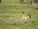 Wildebeest Calf Running in a Field  Ndutu  Ngorongoro  Tanzania