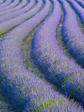 Lavender Field Near Valensole  Provence-Alpes-Cote D'Azur  France
