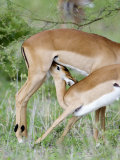 Impala Feeding it's Fawn  Tarangire National Park  Tanzania