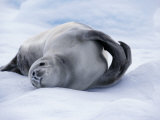 Paradise Bay  Crabeater Seal on an Ice-Floe  Antarctica