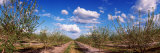 Almond Trees in Bloom  Central Valley  California  USA