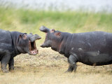 Two Hippopotamuses Sparring in a Forest  Ngorongoro Crater  Ngorongoro  Tanzania