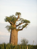 Baobab Tree on a Landscape  Berenty  Madagascar