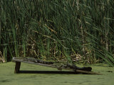 Alligators Resting on Platform  Magnolia Plantation and Gardens  Charleston County  South Carolina